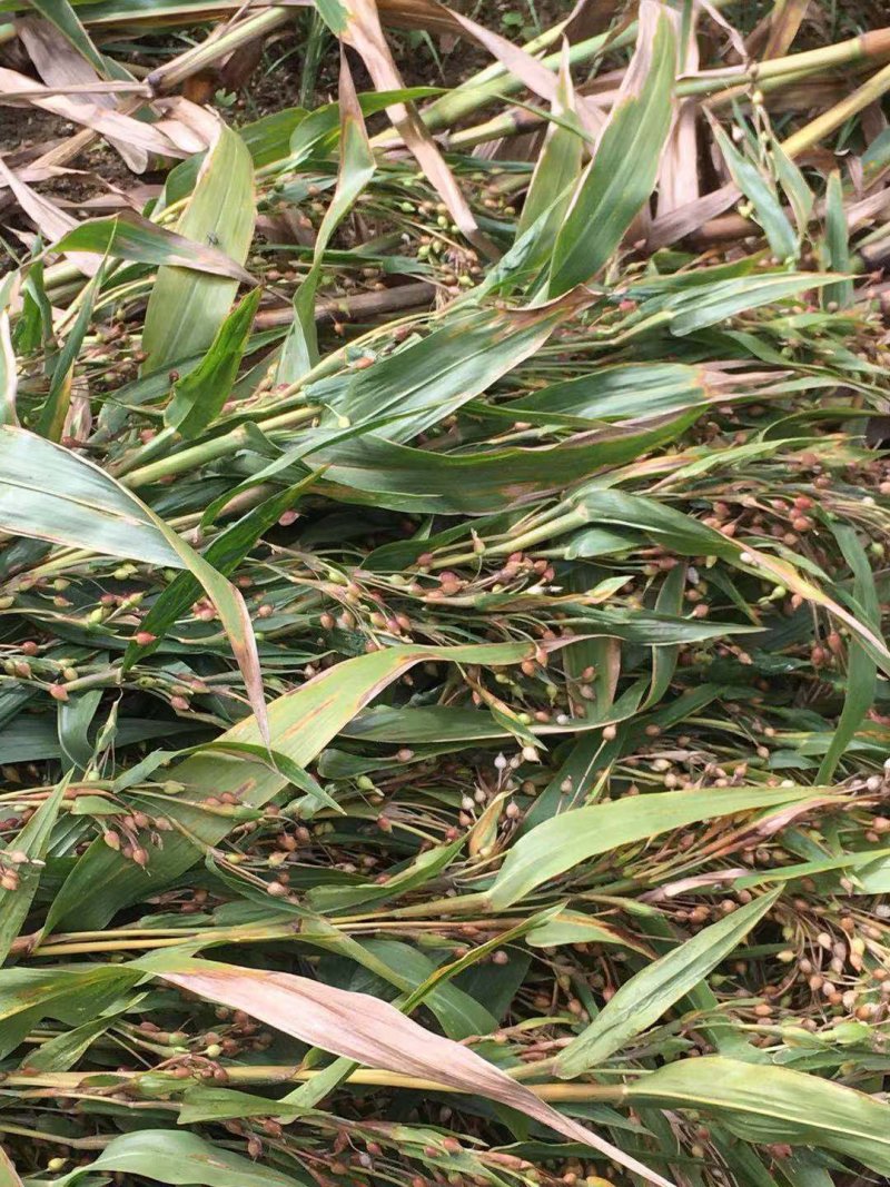 宁化土特产，糯薏米👍👍👍