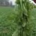 荠菜10cm以上