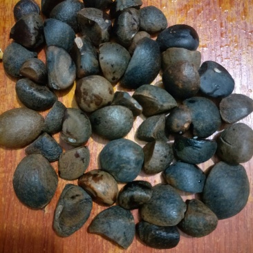 油茶种子