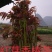 香椿广西香椿苗椿芽树苗红芽香椿苗菜椿苗包邮