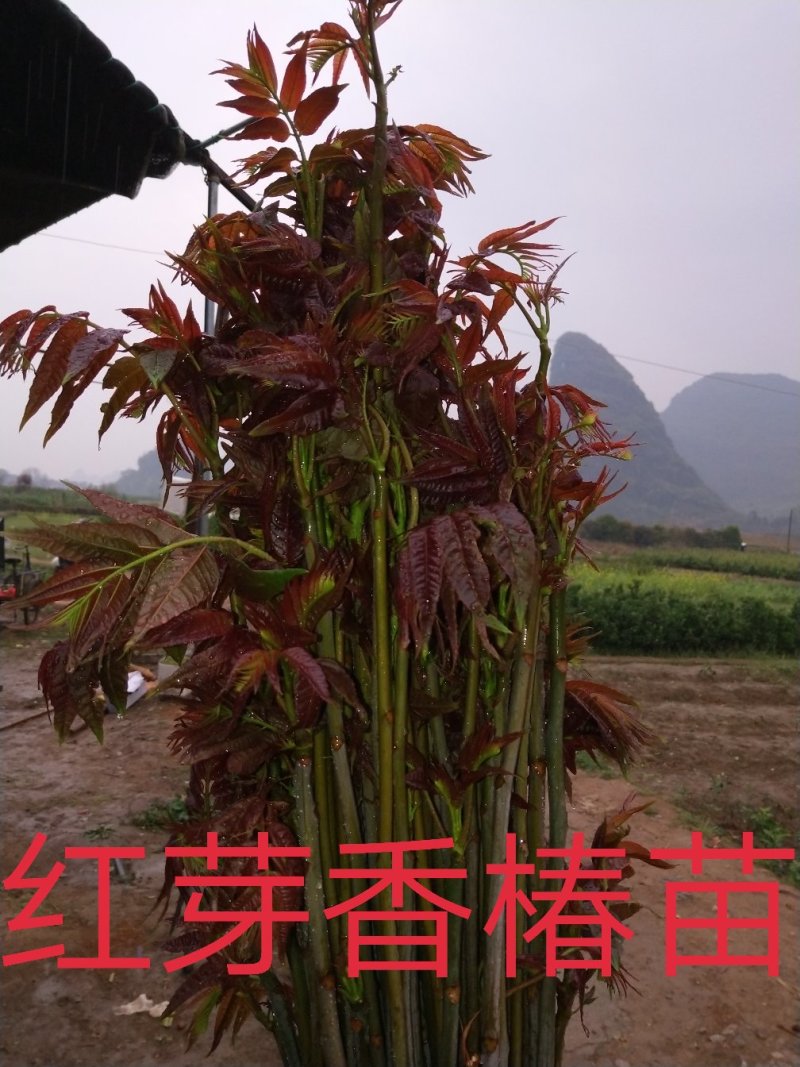 香椿广西香椿苗椿芽树苗红芽香椿苗菜椿苗包邮