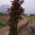 香椿广西香椿苗椿芽树苗红芽香椿苗菜椿苗包邮