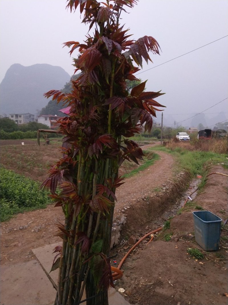 香椿广西香椿苗椿芽树苗红芽香椿苗菜椿苗包邮