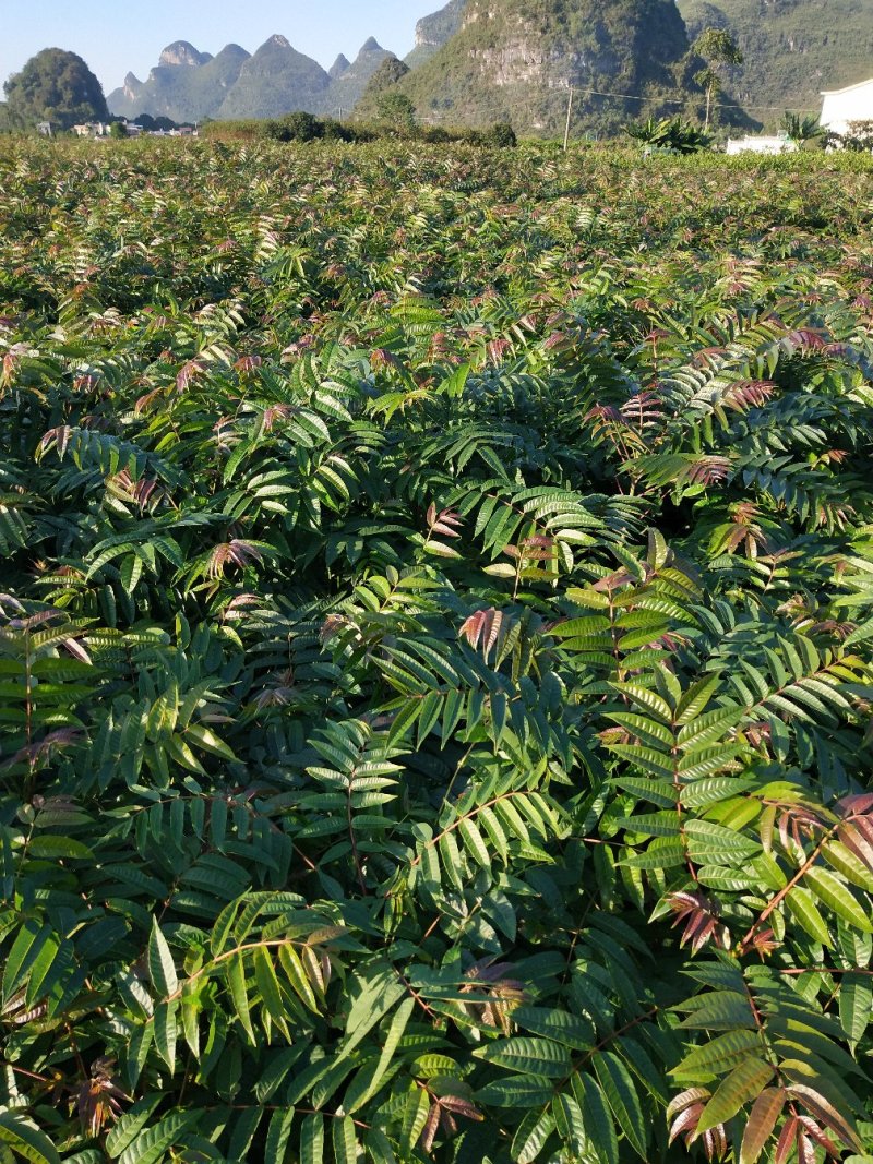 香椿广西香椿苗椿芽树苗红芽香椿苗菜椿苗包邮