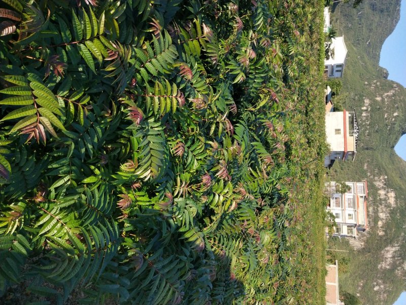 香椿广西香椿苗椿芽树苗红芽香椿苗菜椿苗包邮