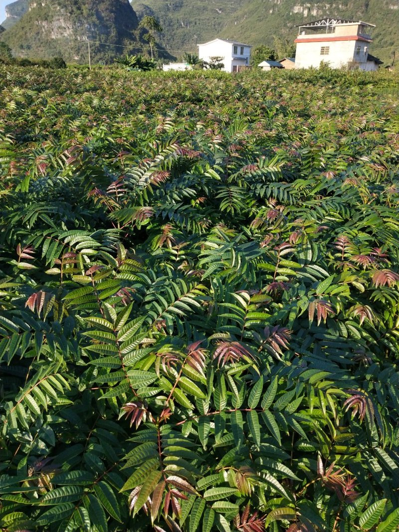 香椿广西香椿苗椿芽树苗红芽香椿苗菜椿苗包邮