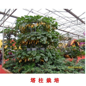 大棚设计