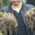 多芽华重楼