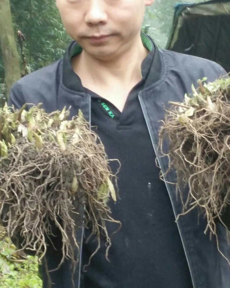 多芽华重楼