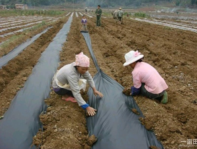 黑，白，红地膜