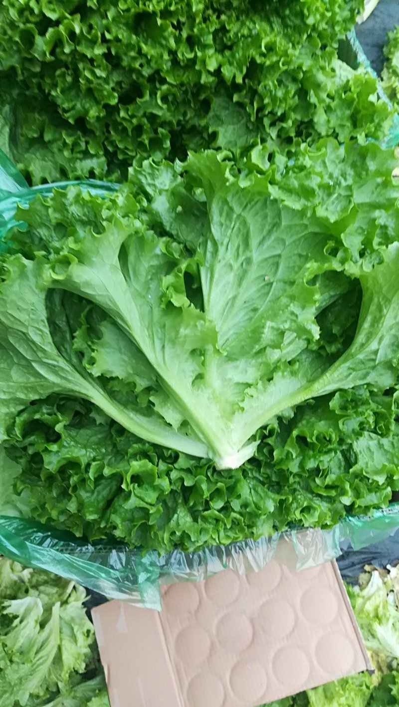 精品生菜，不是一般的好