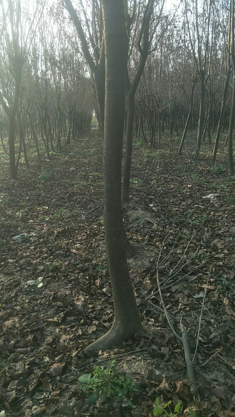 紫叶李大型苗圃海量供应每个规格价格都不一样