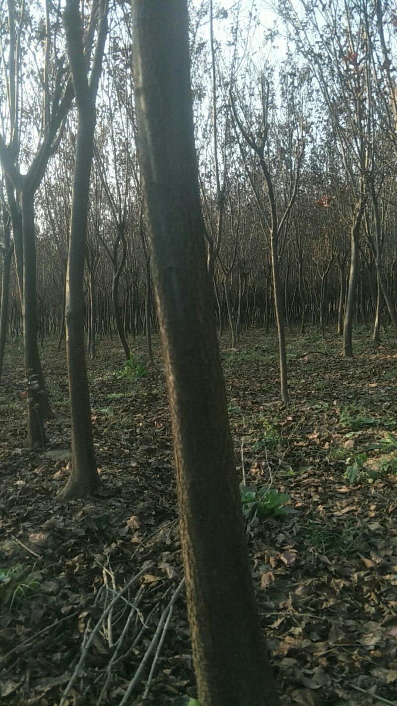 紫叶李大型苗圃海量供应每个规格价格都不一样