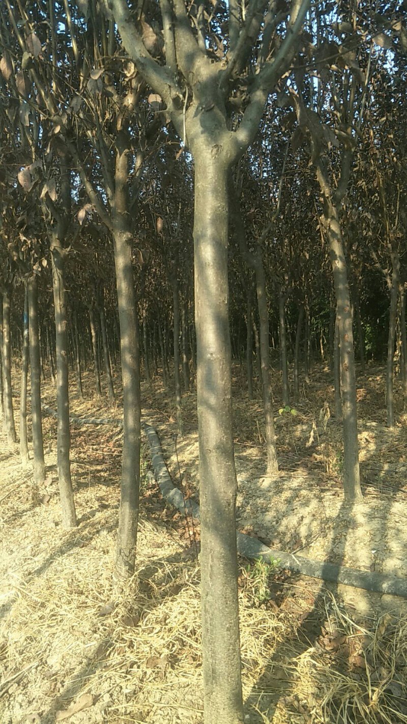 紫叶李大型苗圃海量供应每个规格价格都不一样