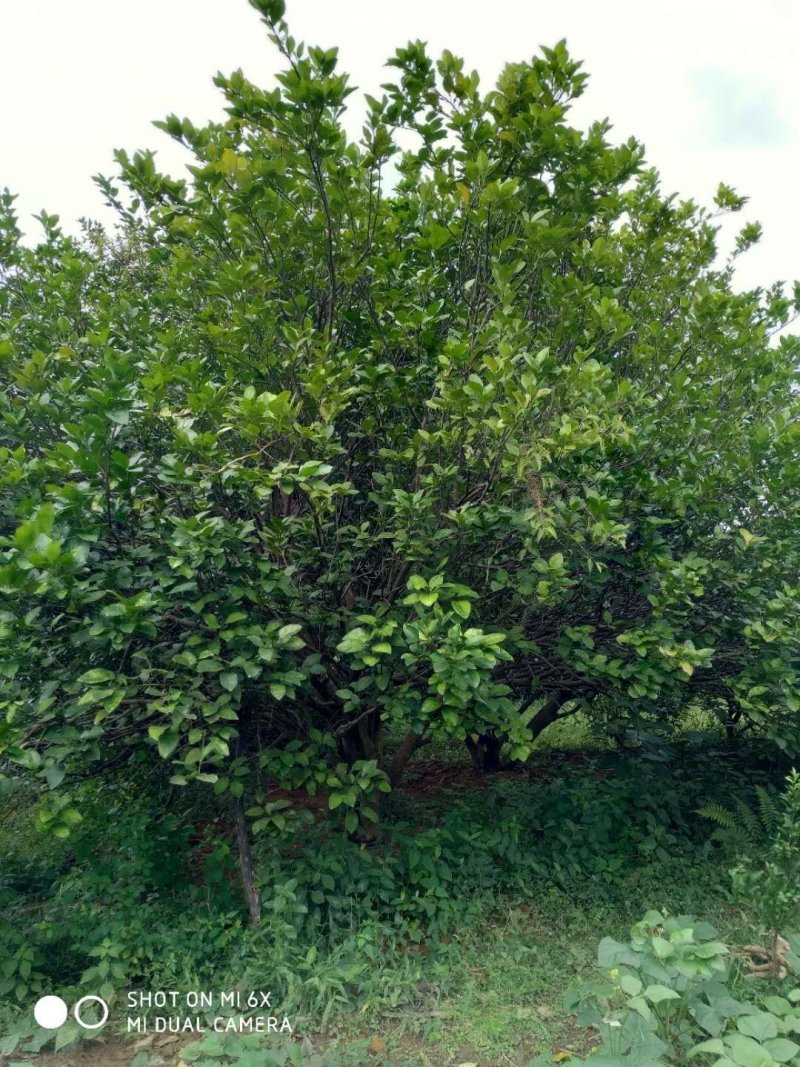 柚子树