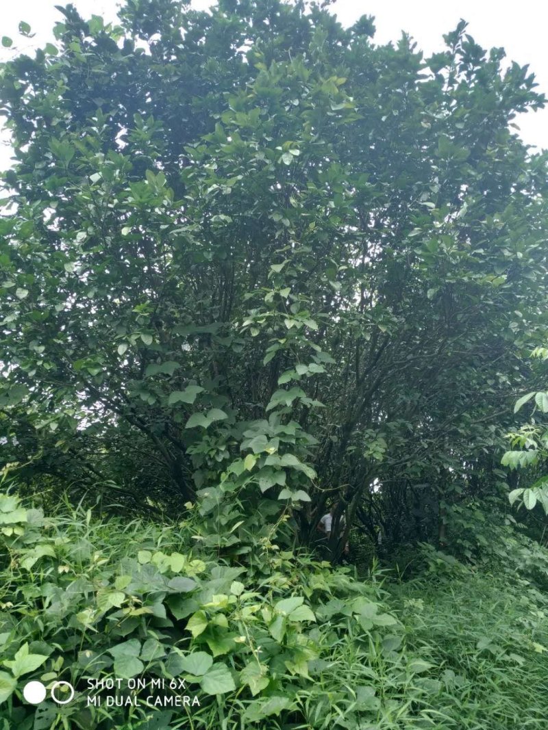 柚子树