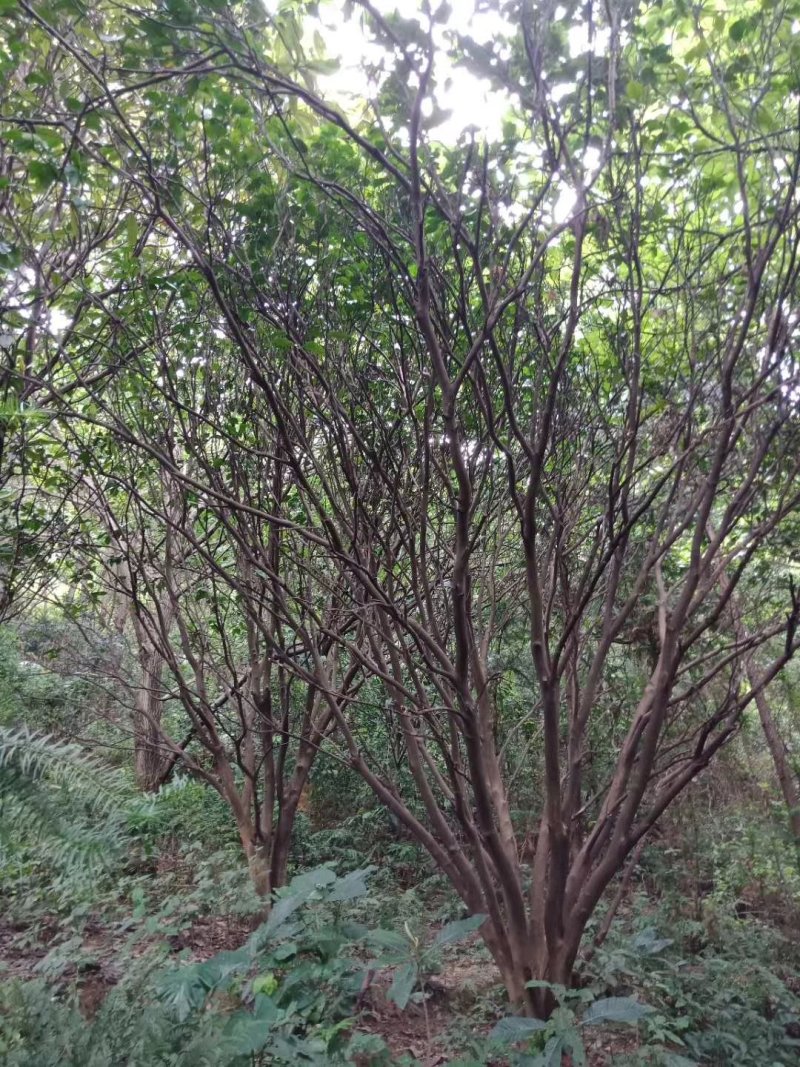 柚子树