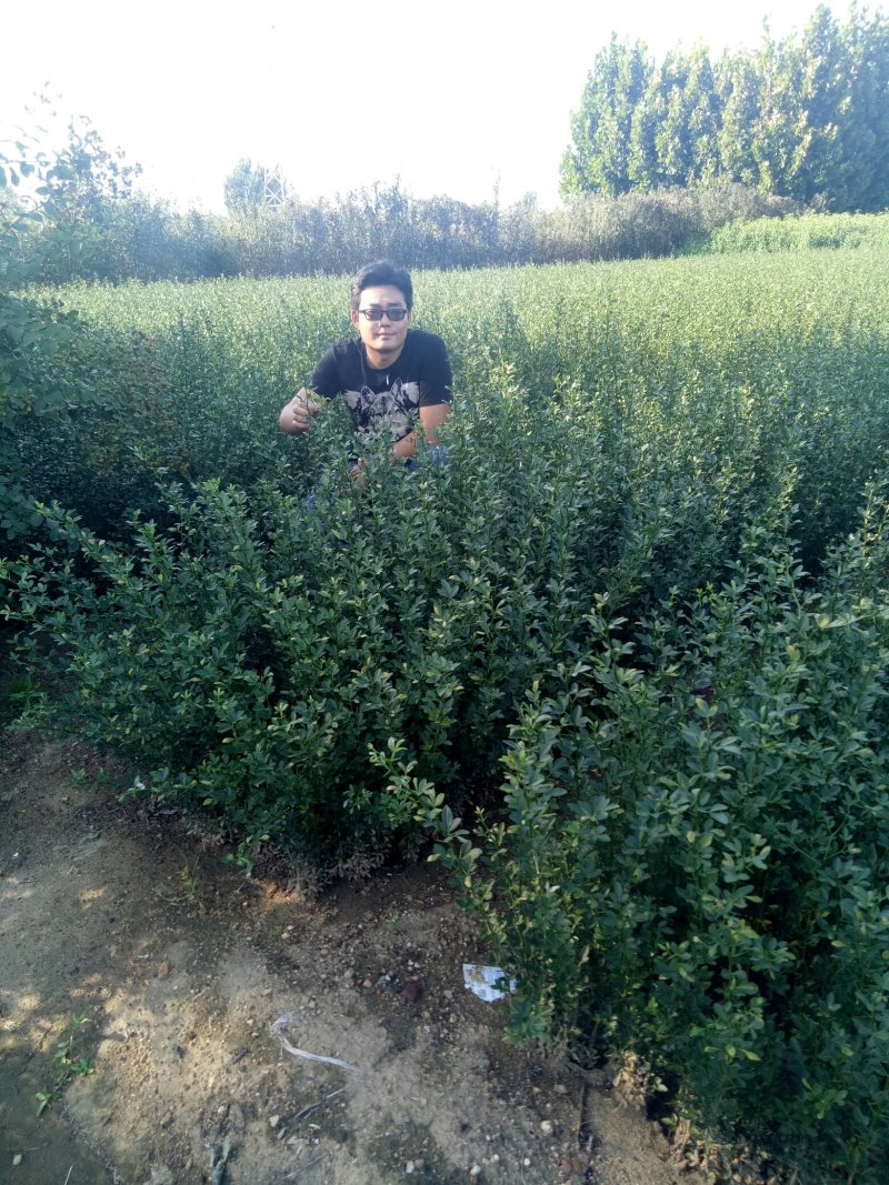 枸橘苗优良砧木质量保证现起现发。。。