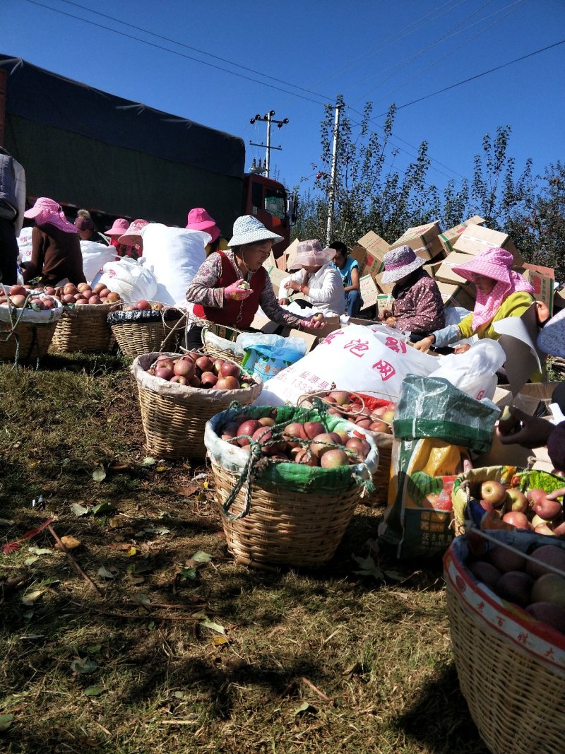 四川凉山苹果冰糖心新鲜水果包邮5斤大果