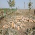 南瓜