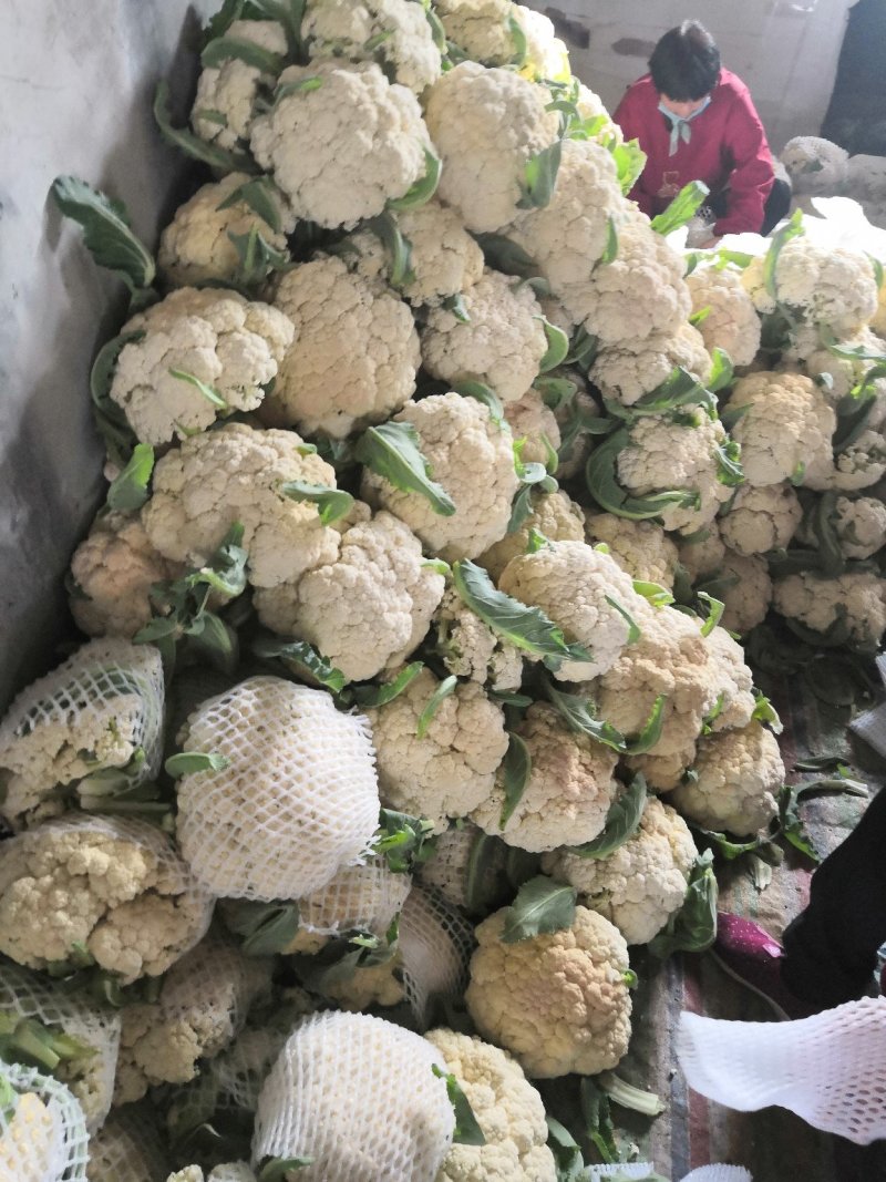 万亩花菜基地大量上市中