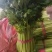 【芹菜】河北邯郸永年皇后芹菜大量上市产地直发量大价优