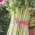 【芹菜】河北邯郸永年皇后芹菜大量上市产地直发量大价优