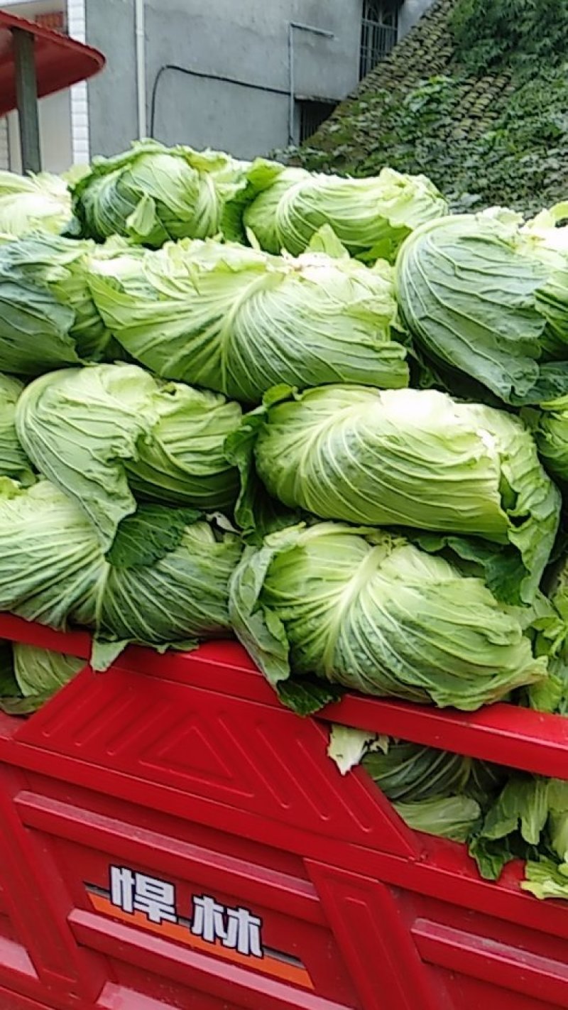 绿圆薄皮平包菜（脆莲花白)