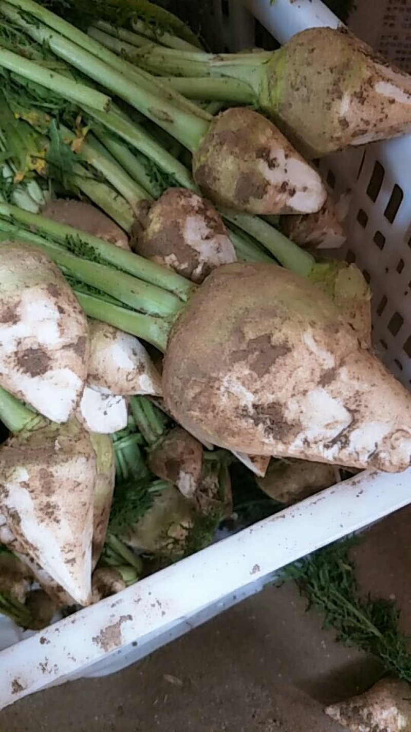 新鲜黄菜