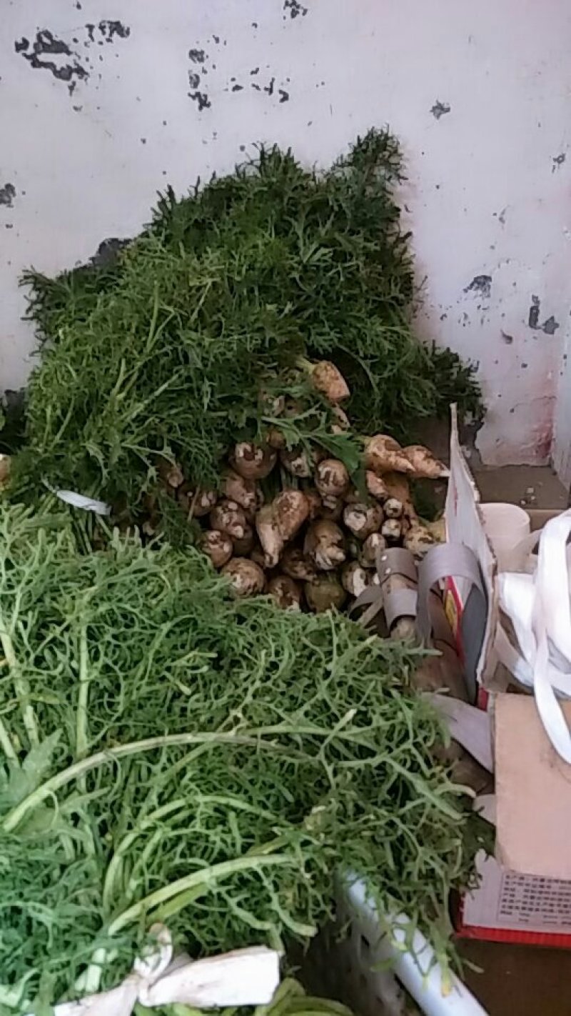新鲜黄菜