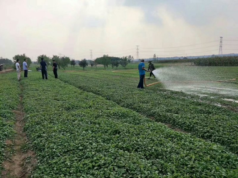 丹参苗，高产航天品种免费技术指导基地直销