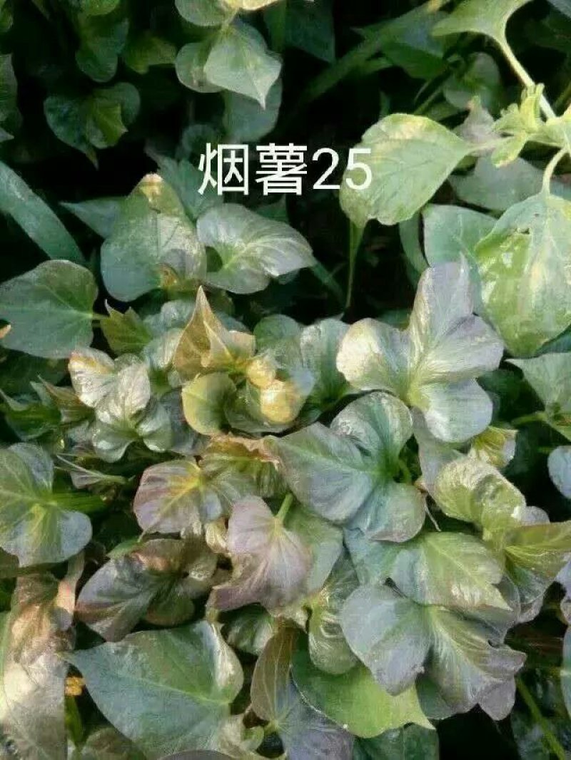 种苗量大包邮，假一赔十，地瓜苗红薯苗芋头苗