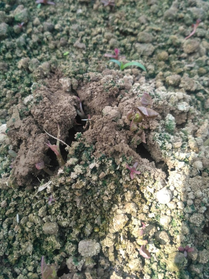 种苗量大包邮，假一赔十，地瓜苗红薯苗芋头苗