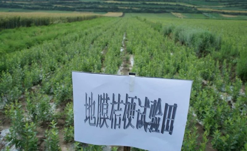 桔梗种子纯新桔梗种子免费技术指导成品回收