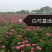 芍药芽白芍芽免费技术指导基地直销现货供应