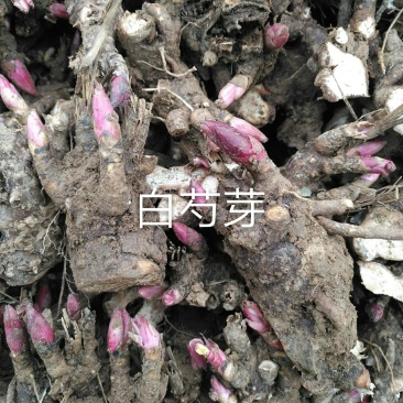芍药芽白芍芽免费技术指导基地直销现货供应