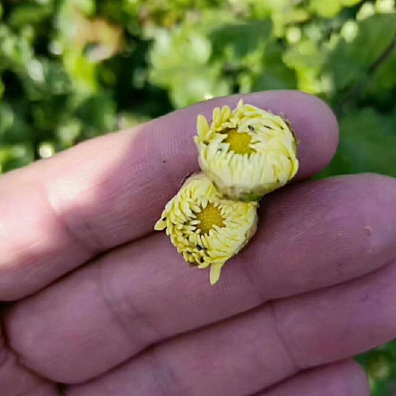 自产茶菊