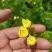 自产茶菊