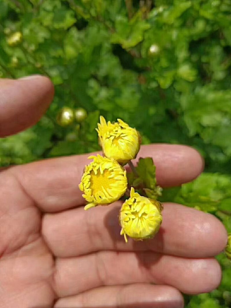 自产茶菊