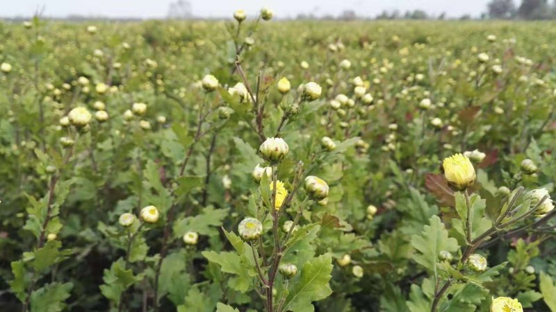 自产茶菊