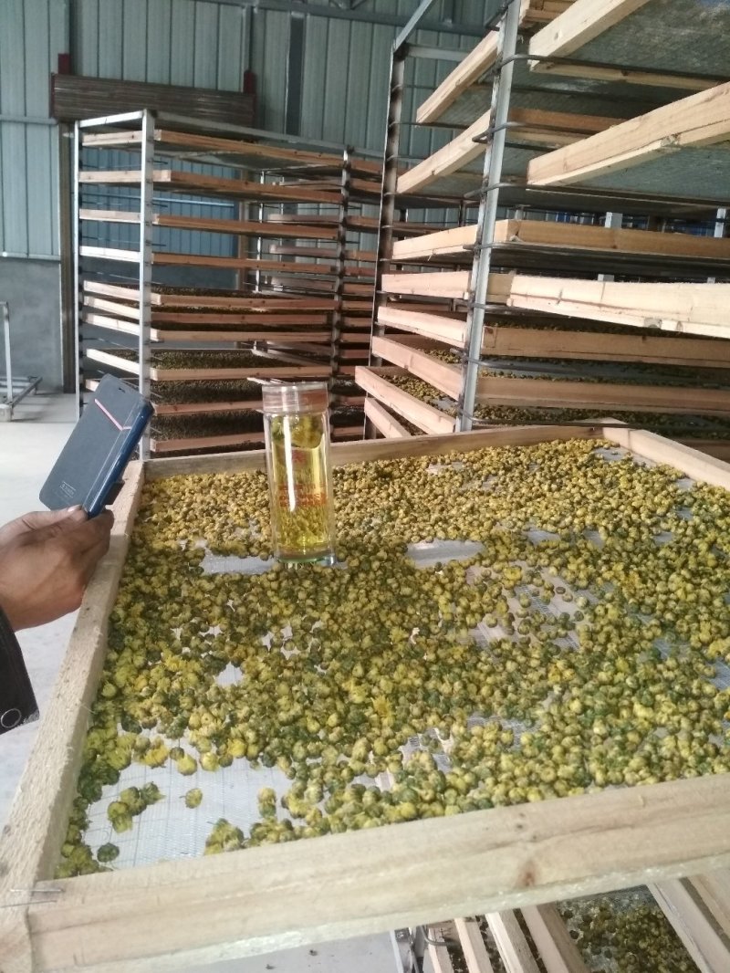 自产茶菊