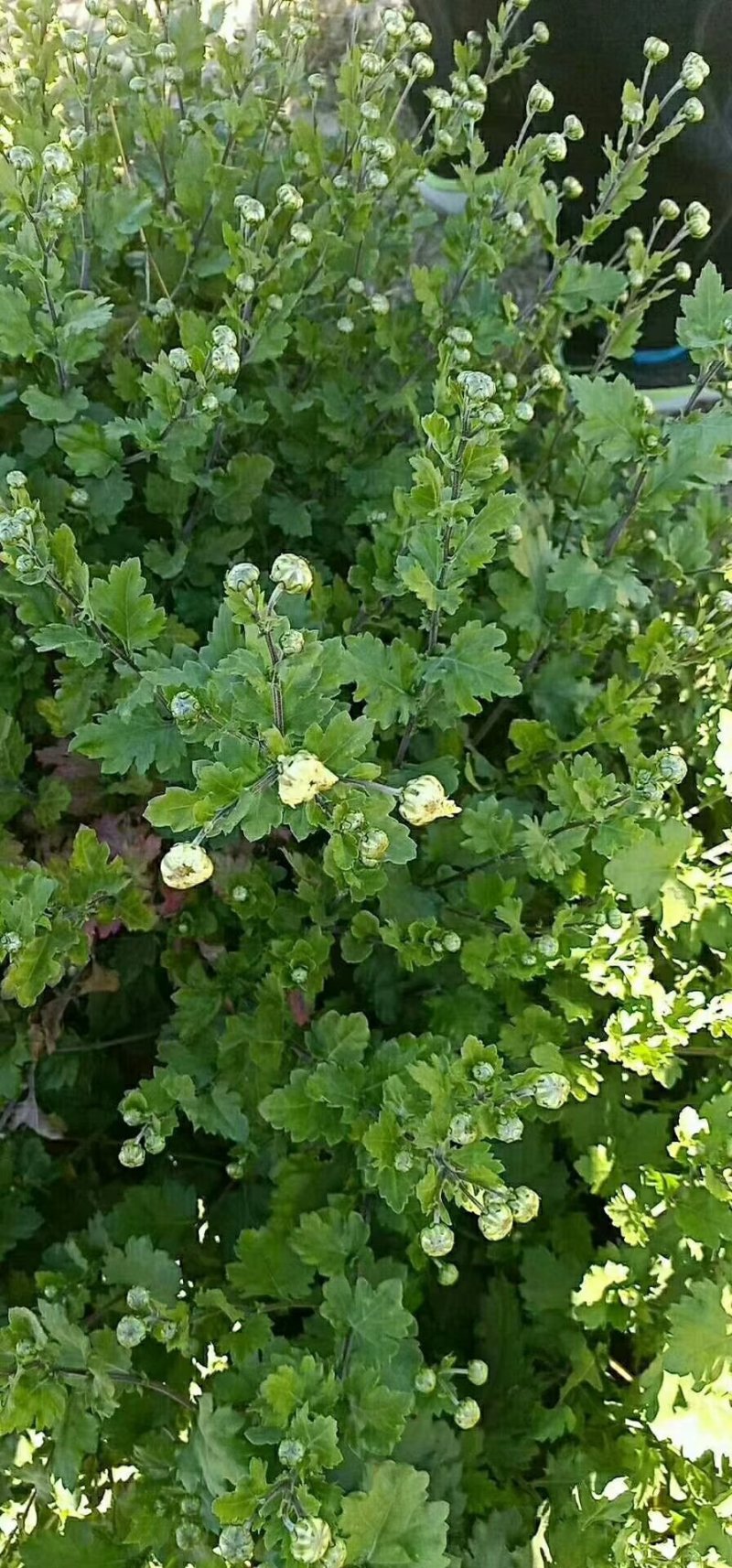 自产茶菊