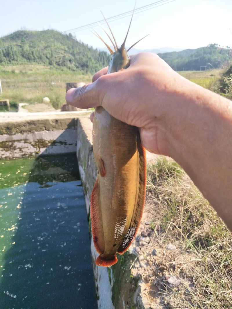 土塘虱