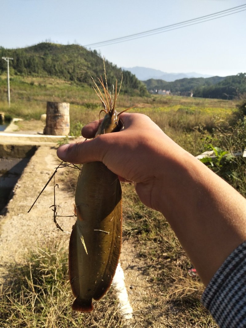 土塘虱