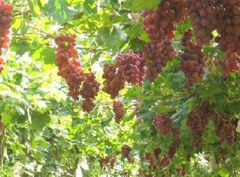 大量出售各种品种葡萄苗规格品种全质量优