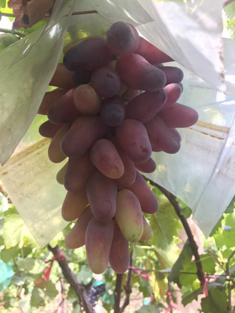 大量出售各种品种葡萄苗规格品种全质量优