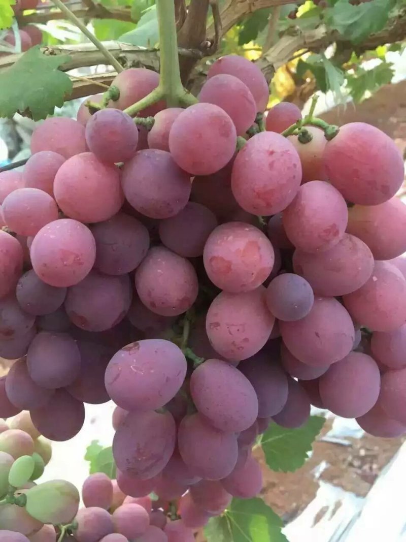 大量出售各种品种葡萄苗规格品种全质量优