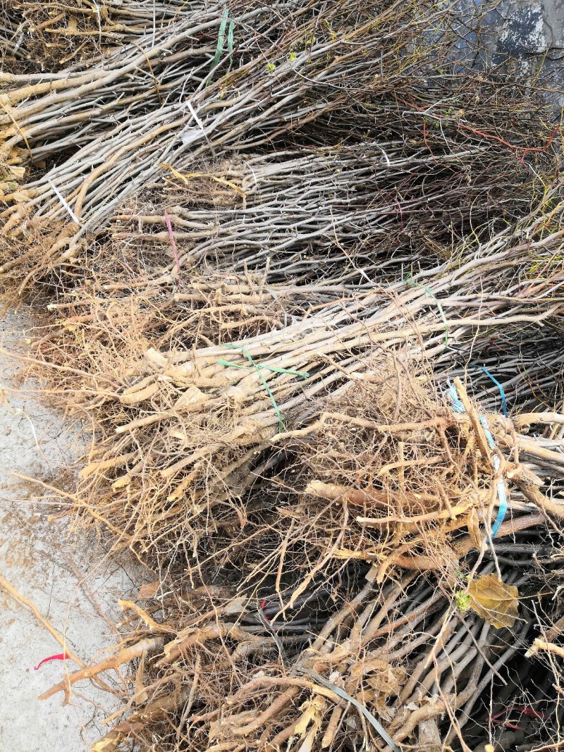 冬枣树苗山东蟠枣枣树苗金丝大枣苗中秋酥脆枣树
