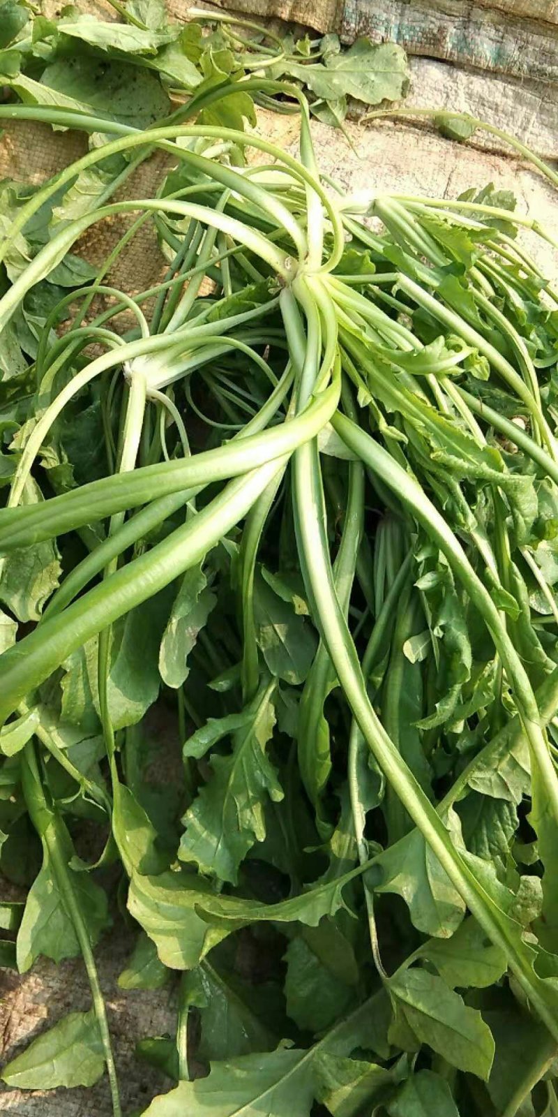 荠菜