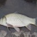 湘云鲫